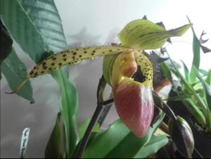 Paphiopedilum Stone Ground