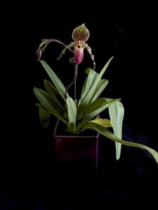 Paphiopedilum Stone Ground