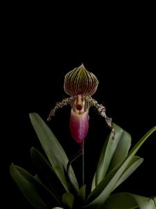 Paphiopedilum Stone Ground