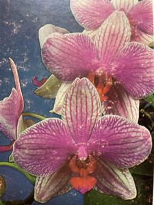 Phalaenopsis Carmen Coll