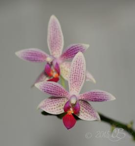 Phalaenopsis Little Sister