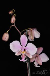 Phalaenopsis Wiganiae