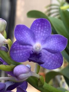 Vandachostylis Thailand