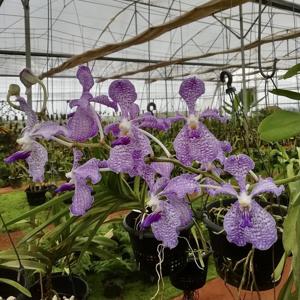 Vanda Gilbert Triboulet