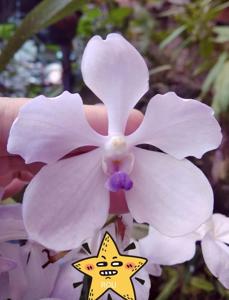 Vanda Gilbert Triboulet