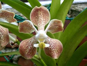 Vanda Helen Adams