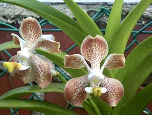 Vanda Helen Adams