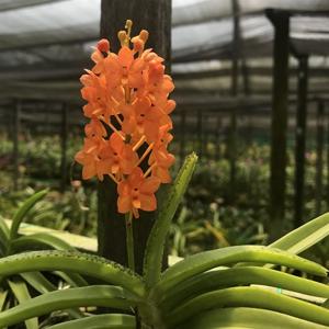 Vanda Sagarik Gold