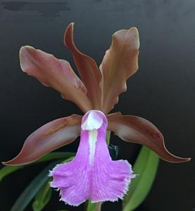 Rhyncholaeliocattleya Calypso