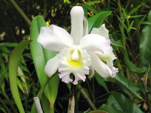 Rhyncholaeliocattleya Joske