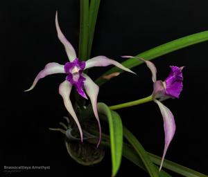 Brassocattleya Amethyst