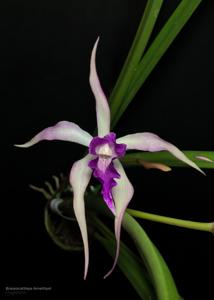 Brassocattleya Amethyst