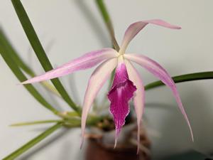Brassocattleya Amethyst
