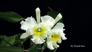 Rhyncholaeliocattleya Elizabeth Hearn