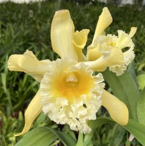 Rhyncholaeliocattleya The Baroness