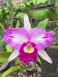 Rhyncholaeliocattleya Vania Müller Reis