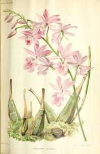 Calanthe veitchii