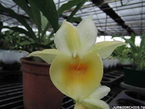 Catasetum Bound for Glory