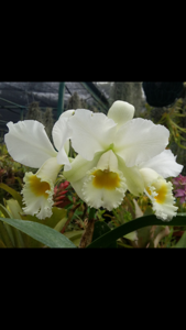 Cattleya Arctic Star