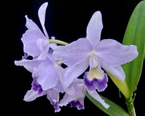 Cattlianthe Ariel