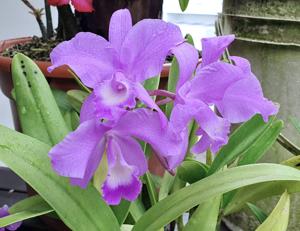 Cattlianthe Blue Bonnet