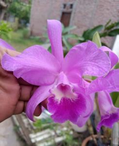 Cattlianthe Blue Bonnet