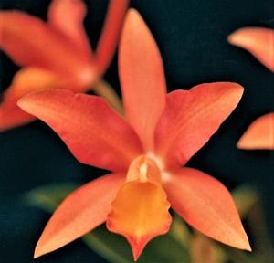 Cattlianthe Caribbean