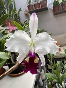 Cattleya Carmen