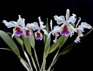 Cattleya Empress Frederick