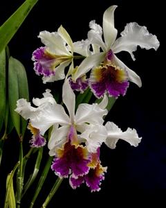 Cattleya Empress Frederick