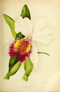 Cattleya Empress Frederick