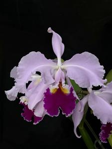 Cattleya Enid (1898)