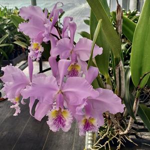 Cattleya Enid (1898)