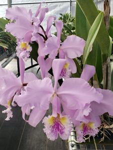 Cattleya Enid (1898)