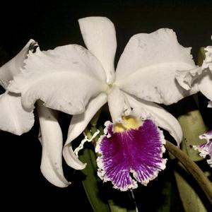 Cattleya Enid (1898)