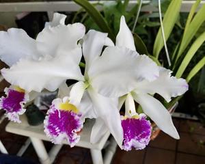 Cattleya Enid (1898)