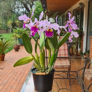 Cattleya Enid (1898)