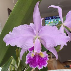 Cattleya Enid (1898)