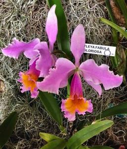 Cattleya Fabia