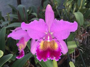 Cattleya Fabia