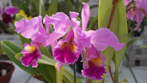 Cattleya Fabia