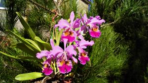 Cattleya Fabia