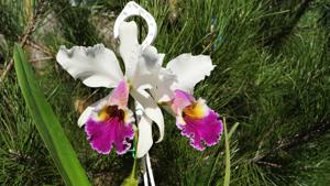 Cattleya Fabia