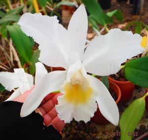 Cattleya Henrietta Japhet