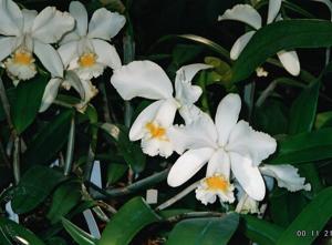 Cattleya Henrietta Japhet