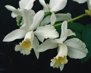 Cattleya Henrietta Japhet