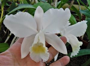 Cattleya Henrietta Japhet