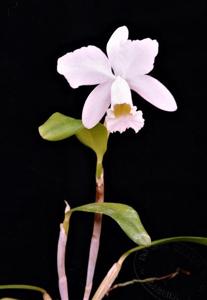 Cattleya Henrietta Japhet