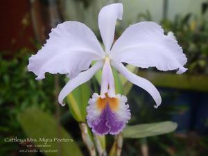 Cattleya Mrs. Myra Peeters