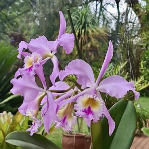 Cattleya Mrs. Myra Peeters